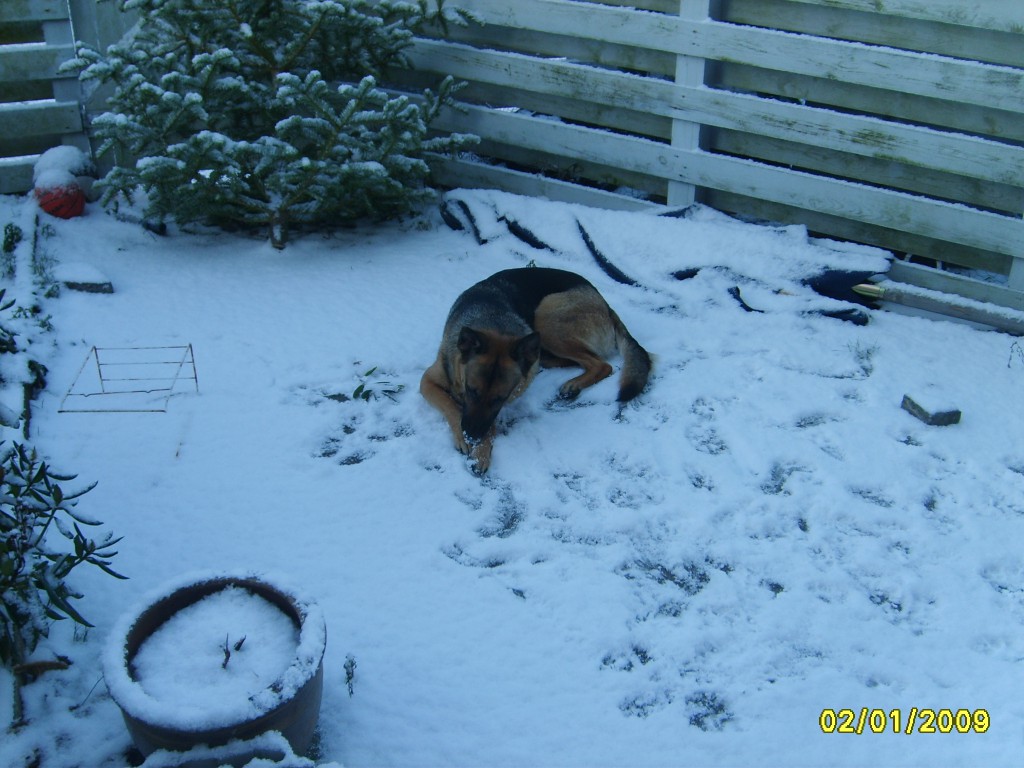 Lady elsker sne januar 2009