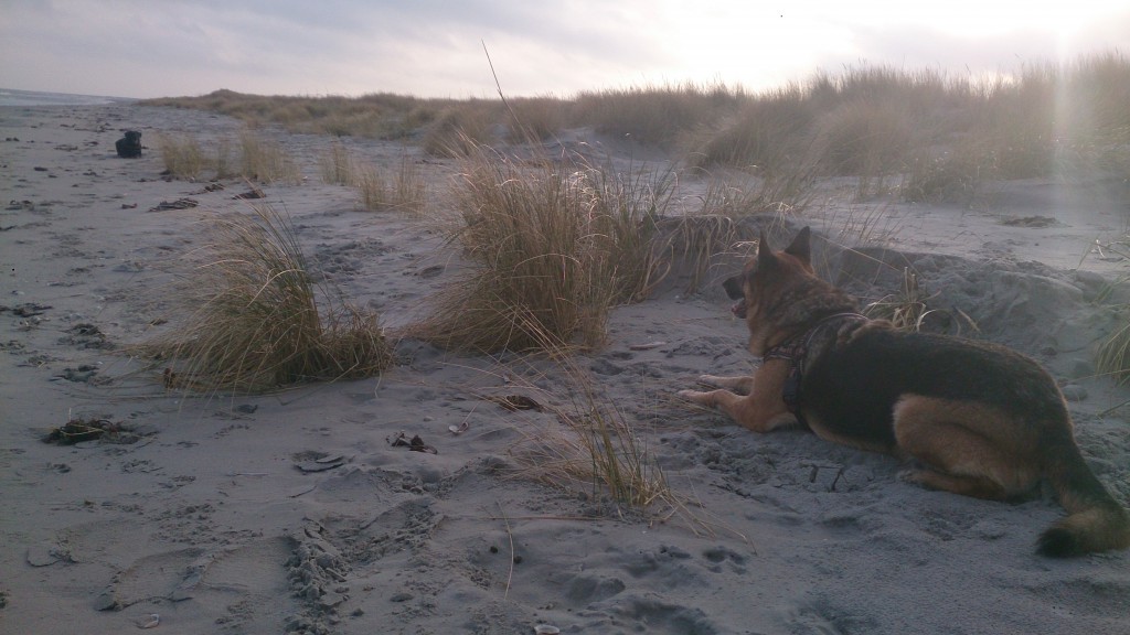 Lady og Schata på Stranden 24 december 2015