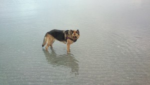 Lady og Schata på stranden 31-10-2013