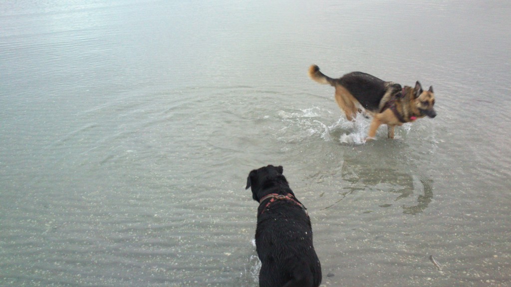 Lady og Schata på stranden 31-10-2013