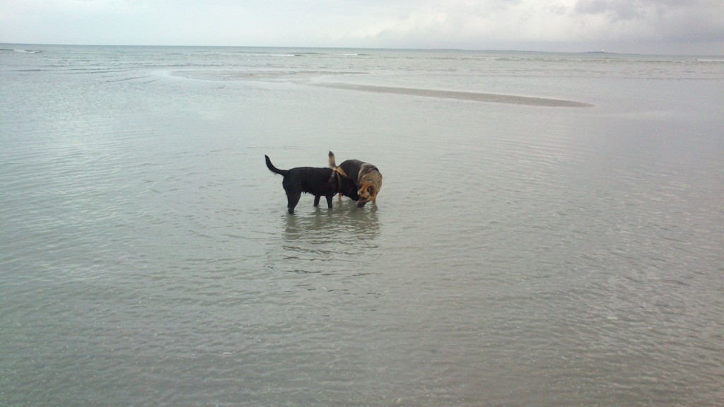 Lady og Schata på stranden 31-10-2013