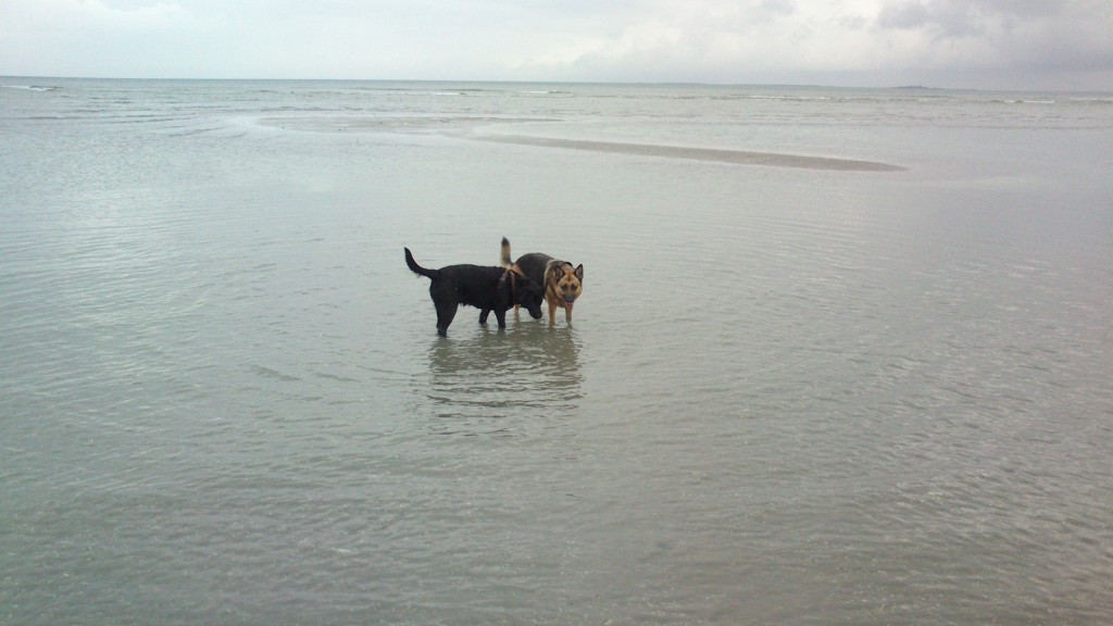 Lady og Schata på stranden 31-10-2013