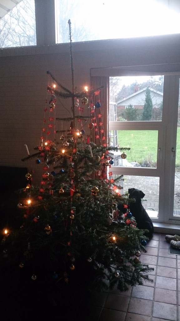 Schanta og Juletræ 2015