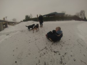 Slædehunde januar 2014